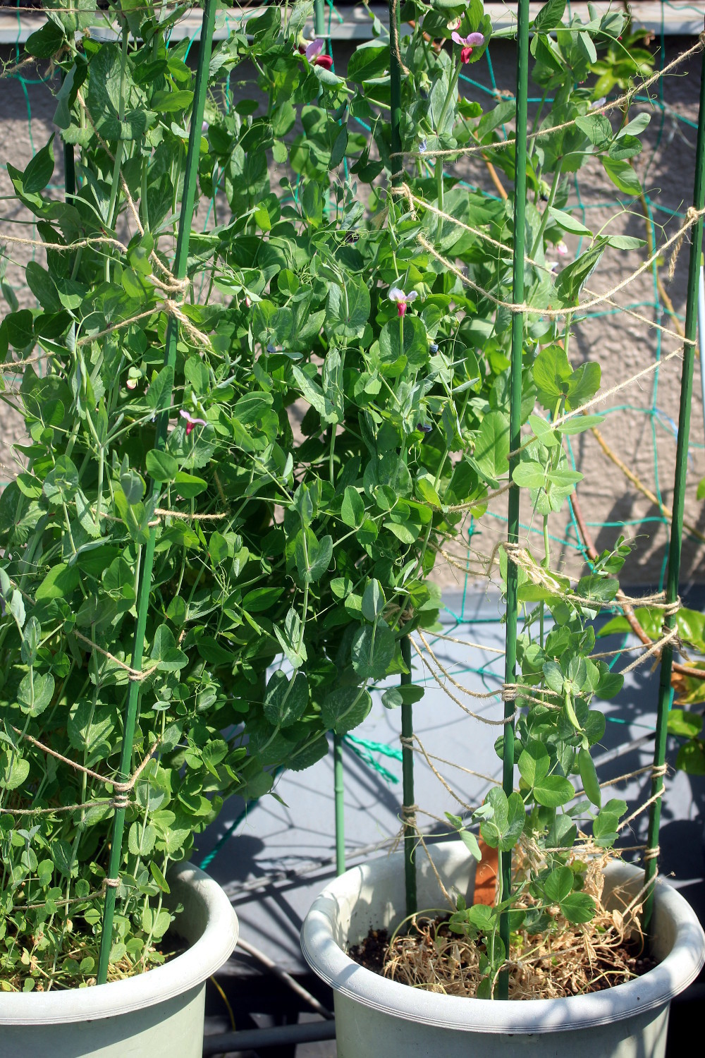 菜園オールスターズ258 水栽培豆苗 土植えのその後と 予想外の 勝手に新入り 野菜の話 Fool S Fool 愚之愚骨頂